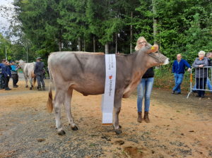 Champion Rind